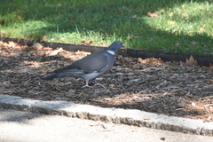 Columba palumbus