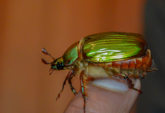 Chrysina orizabae