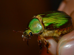 Chrysina orizabae