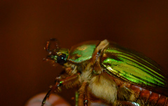 Chrysina orizabae