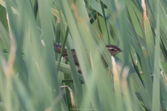 Helopsaltes certhiola