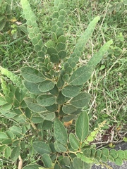 Phyllodium pulchellum