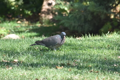 Columba palumbus