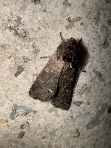 Roland's Sallow photo 4