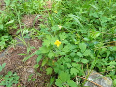 Chelidonium asiaticum