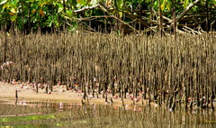 Austruca occidentalis