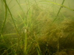 Zostera capensis