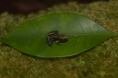 Leptobrachella parva