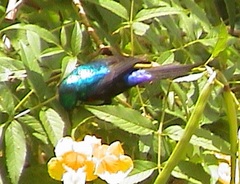 Cinnyris erythrocercus