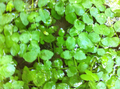 Oenantheae