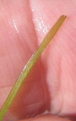 Zostera capensis