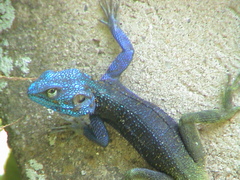 Acanthocercus atricollis