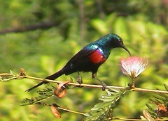 Cinnyris erythrocercus