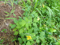 Chelidonium asiaticum