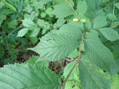Image of Ulmus laciniata by (c) Yoshihiro Tokue, some rights reserved (CC BY)