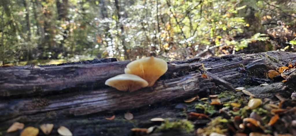 Crepidotus praecipuus · April 2025 · photo: © shane212 (iNaturalist, cc0)
