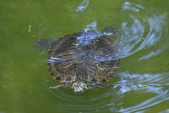 Trachemys scripta scripta