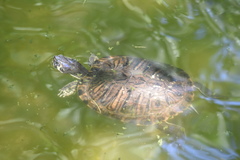 Trachemys scripta scripta