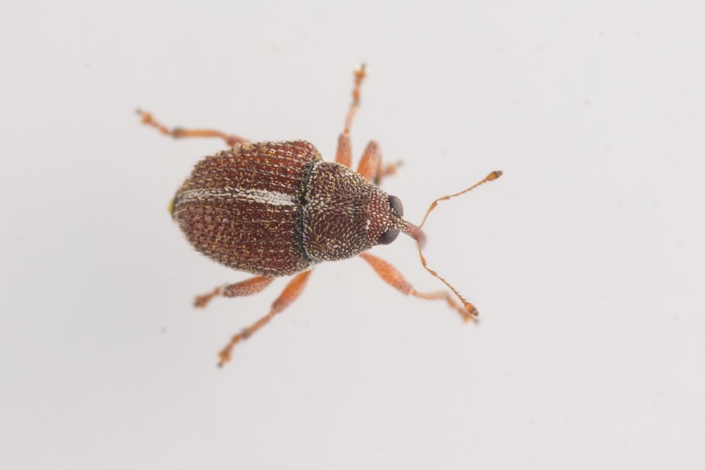 Micrelus ericae