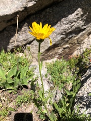 Helianthella