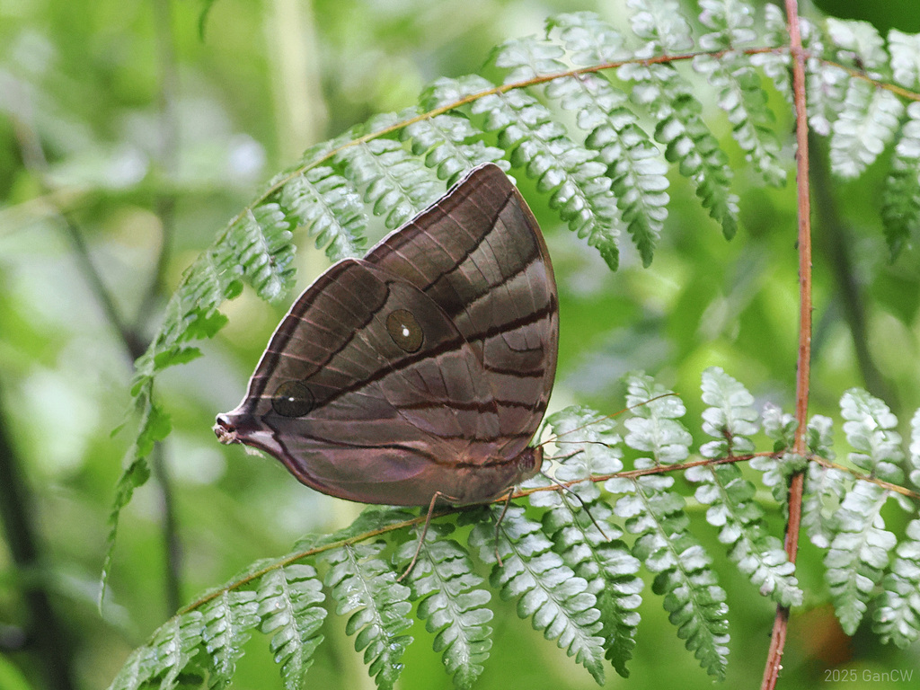 Amathuxidia plateni