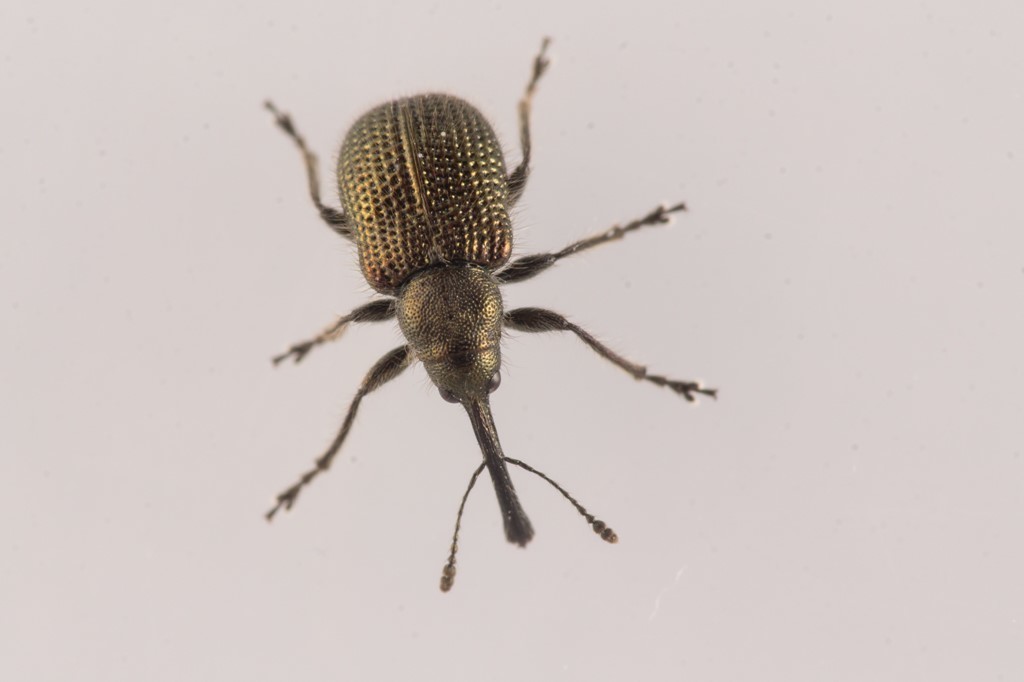 Schoenitemnus