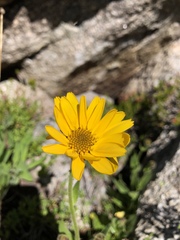 Helianthella