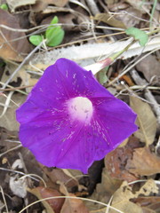 Ipomoea orizabensis orizabensis