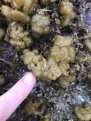 Leathesia marina