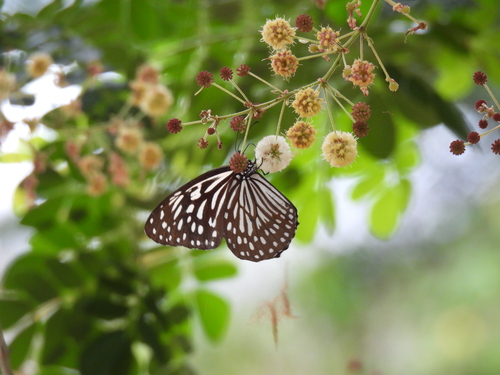 Scarce Blue Tiger