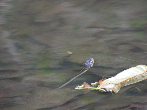 Andaman Keelback