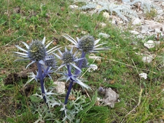 Eryngium bourgatii