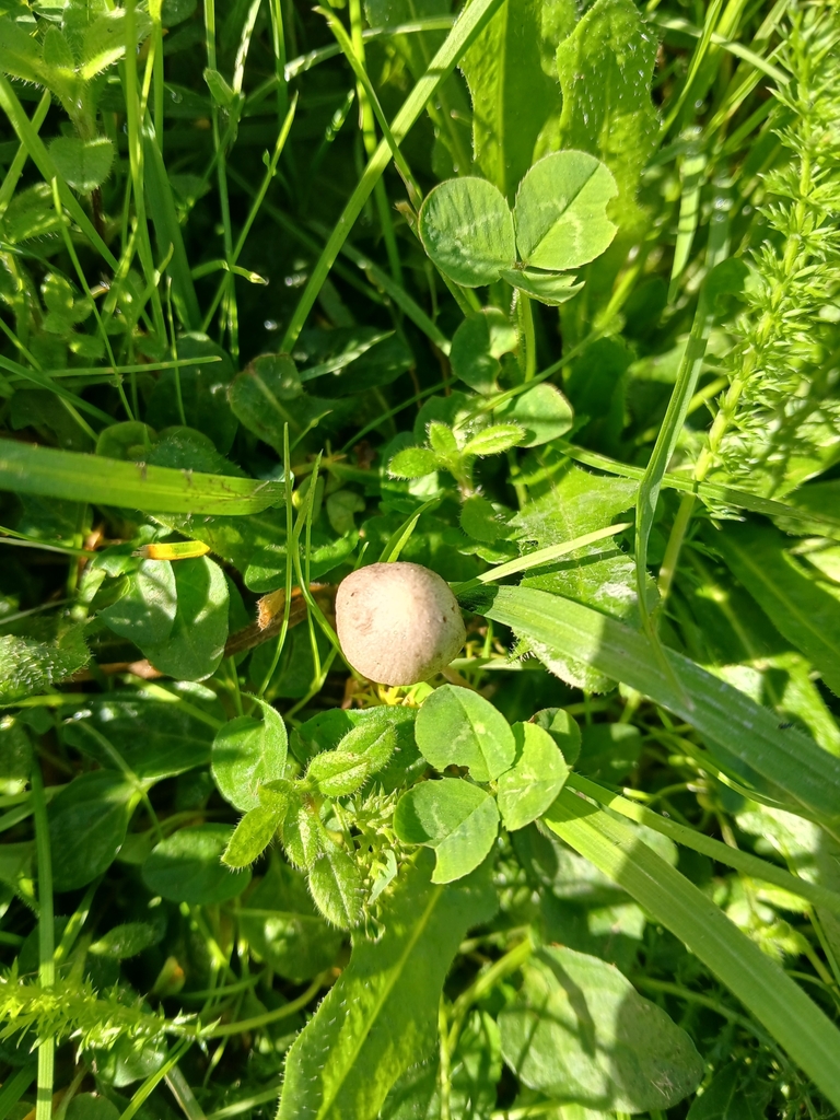 Panaeolus foenisecii · April 2025 · photo: © bigfarma2017 (iNaturalist, cc-by)