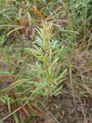 Lespedeza angustifolia