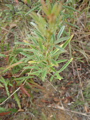 Lespedeza angustifolia