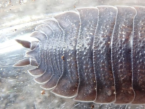 Common Rough Woodlouse photo 3