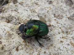 Phanaeus amithaon