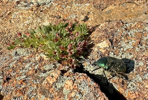 Protaetia ungarica (Protaetia ungarica)