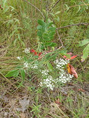 Eupatorium hyssopifolium