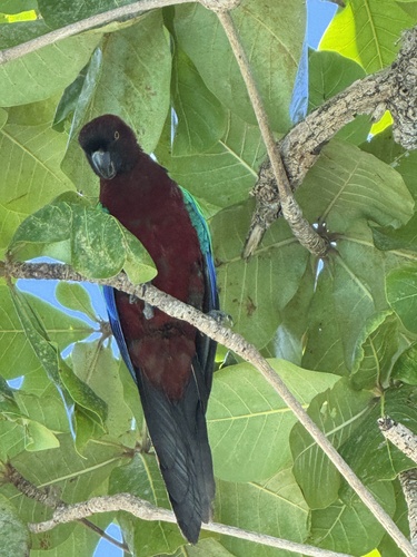 Maroon Shining Parrot (Prosopeia tabuensis)