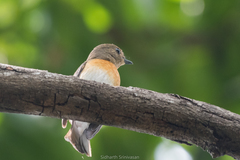 Cyornis rubeculoides