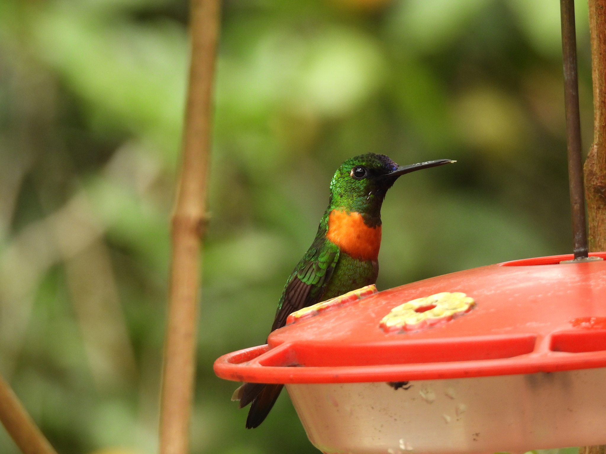 Gould's Jewelfront (Heliodoxa aurescens), photo 3