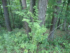 Eleutherococcus spinosus