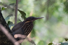 Ixobrychus flavicollis