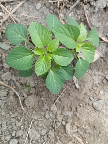 Acalypha indica iNat (3)