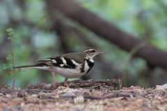 Dendronanthus indicus