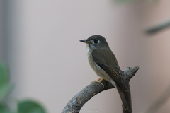 Muscicapa muttui