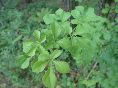 Eleutherococcus spinosus