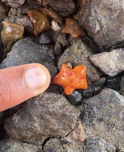 Dwarf Cushion Star, Peppermint Bay, Woodbridge, TAS, AU, photo 6 of 10