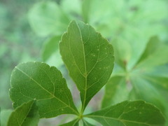 Eleutherococcus spinosus